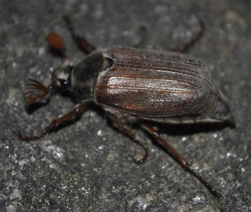 Réf. 238 787 : Melolontha melolontha